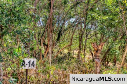 Half Acre Lot Luxury Life Development TreeCasa FIRE SALE