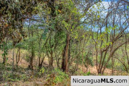 Half Acre Lot Luxury Life Development TreeCasa FIRE SALE