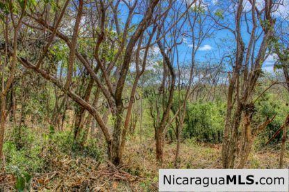 Half Acre Lot Luxury Life Development TreeCasa FIRE SALE