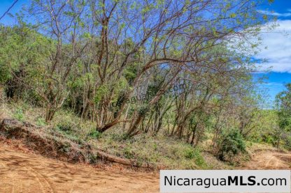 Half Acre Lot Luxury Life Development TreeCasa FIRE SALE