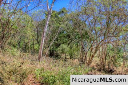 Half Acre Lot Luxury Life Development TreeCasa FIRE SALE