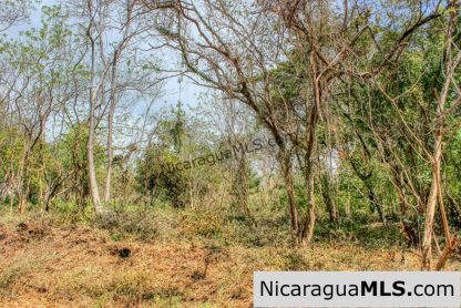 Half Acre Lot Luxury Life Development TreeCasa FIRE SALE
