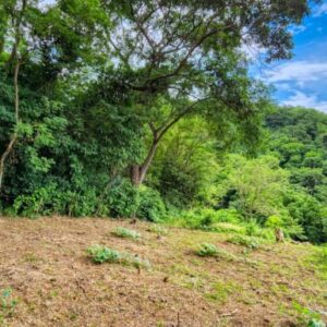 Boundless Forested Opportunity in Baston! 20 acres
