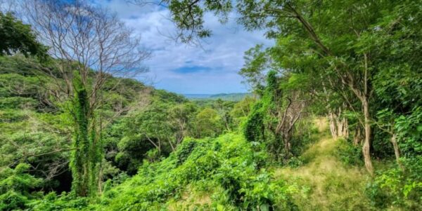 25 Acres of Pristine Nicaraguan Jungle