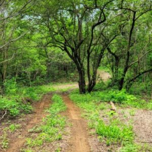16+ Acres of Lush Hilltop Forest, San Juan del Sur