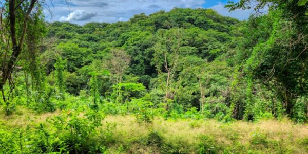 75 Acres of Mountain Forest in San Juan del Sur - Image 2