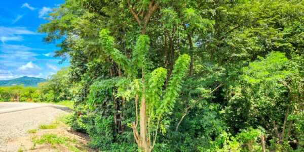 Road to Remanso, Commercial/Residential Land - Image 2