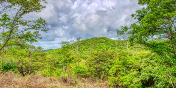 2.5 acres Nature’s Paradise, Las Fincas Lot 20 - Image 2