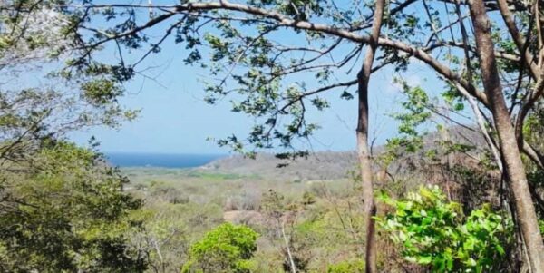 Boundless Forested Opportunity in Baston! 20 acres - Image 3