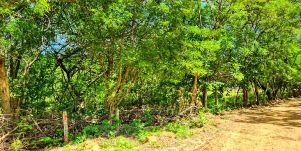 Road to Remanso, Commercial/Residential Land - Image 3