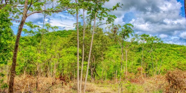 2.5 acres Nature’s Paradise, Las Fincas Lot 20 - Image 3