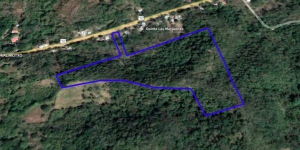 Boundless Forested Opportunity in Baston! 20 acres - Image 4