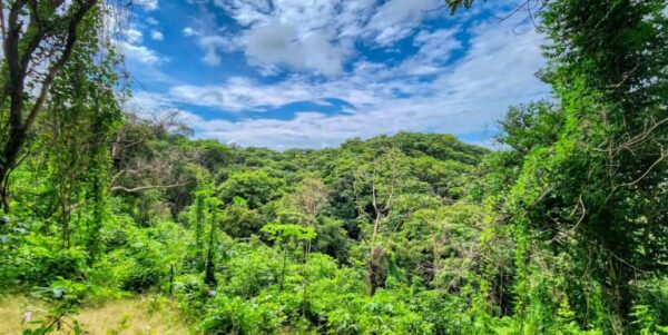 75 Acres of Mountain Forest in San Juan del Sur - Image 4