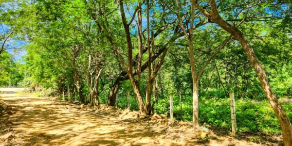 Road to Remanso, Commercial/Residential Land - Image 4
