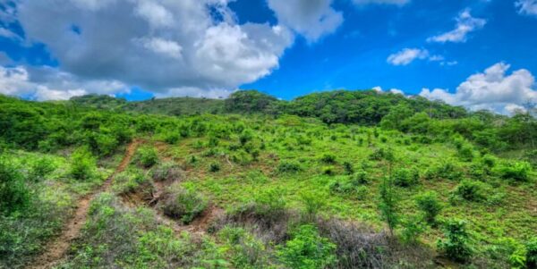 12 Acres Ocean View, Peaceful Hills! - Image 5