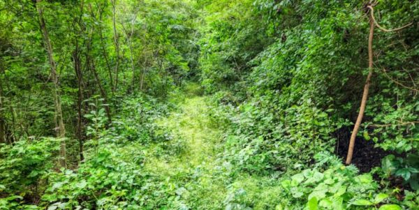25 Acres of Pristine Nicaraguan Jungle - Image 6
