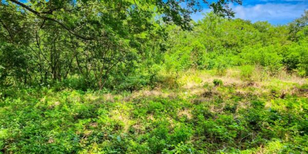 Road to Remanso, Commercial/Residential Land - Image 6