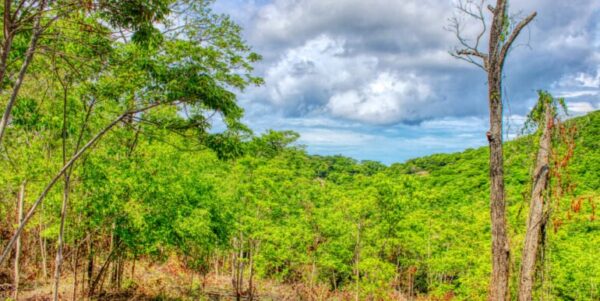 2.5 acres Nature’s Paradise, Las Fincas Lot 20 - Image 6