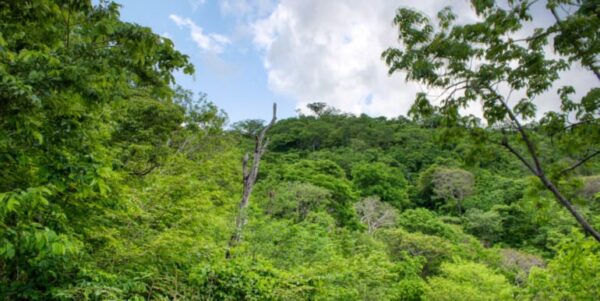 Lot 83 Dream ocean view lot, bargain, Paradise Bay! - Image 6