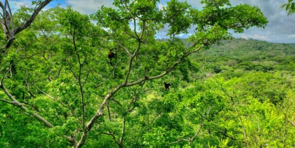 75 Acres of Mountain Forest in San Juan del Sur - Image 7