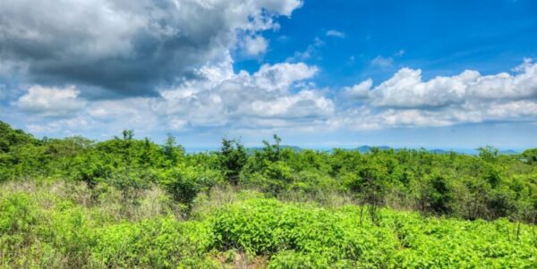 12 Acres Ocean View, Peaceful Hills! - Image 7