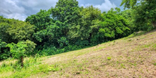 Double Lot, Half Price Ocean, Mountain View - Image 7