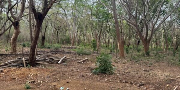3 Acres located beside the Las Escadas Pickleball Courts - Image 7