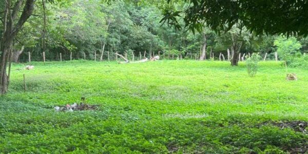 Commercial Property – Cabañas Del Sur-San Juan Del Sur! - Image 7