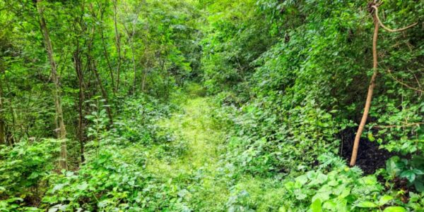 75 Acres of Mountain Forest in San Juan del Sur - Image 8