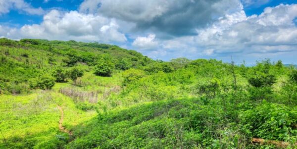 12 Acres Ocean View, Peaceful Hills! - Image 8