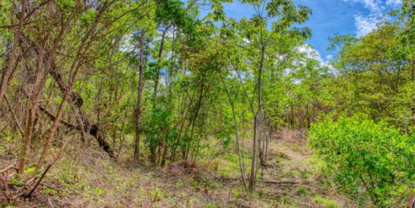 2.5 acres Nature’s Paradise, Las Fincas Lot 20 - Image 8