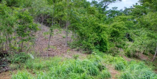 Lot 83 Dream ocean view lot, bargain, Paradise Bay! - Image 8