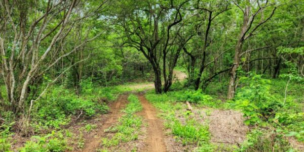 75 Acres of Mountain Forest in San Juan del Sur - Image 9