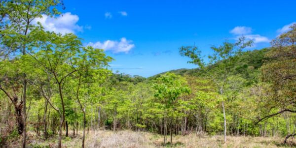 2.5 acres Nature’s Paradise, Las Fincas Lot 20 - Image 10