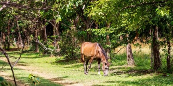 Spanish Traditional Hacienda. On 5 acres - Image 11