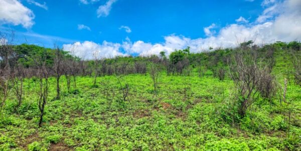 12 Acres Ocean View, Peaceful Hills! - Image 11
