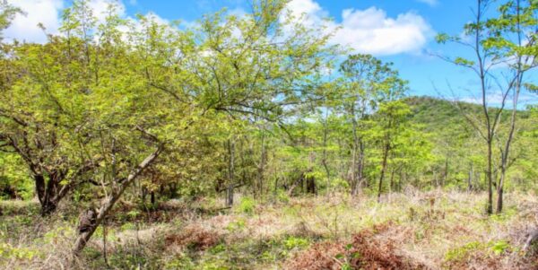 2.5 acres Nature’s Paradise, Las Fincas Lot 20 - Image 11