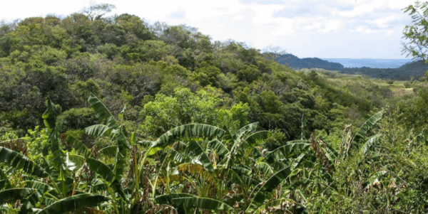 25 Acres of Pristine Nicaraguan Jungle - Image 12