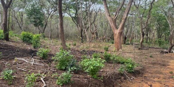 3 Acres located beside the Las Escadas Pickleball Courts - Image 12