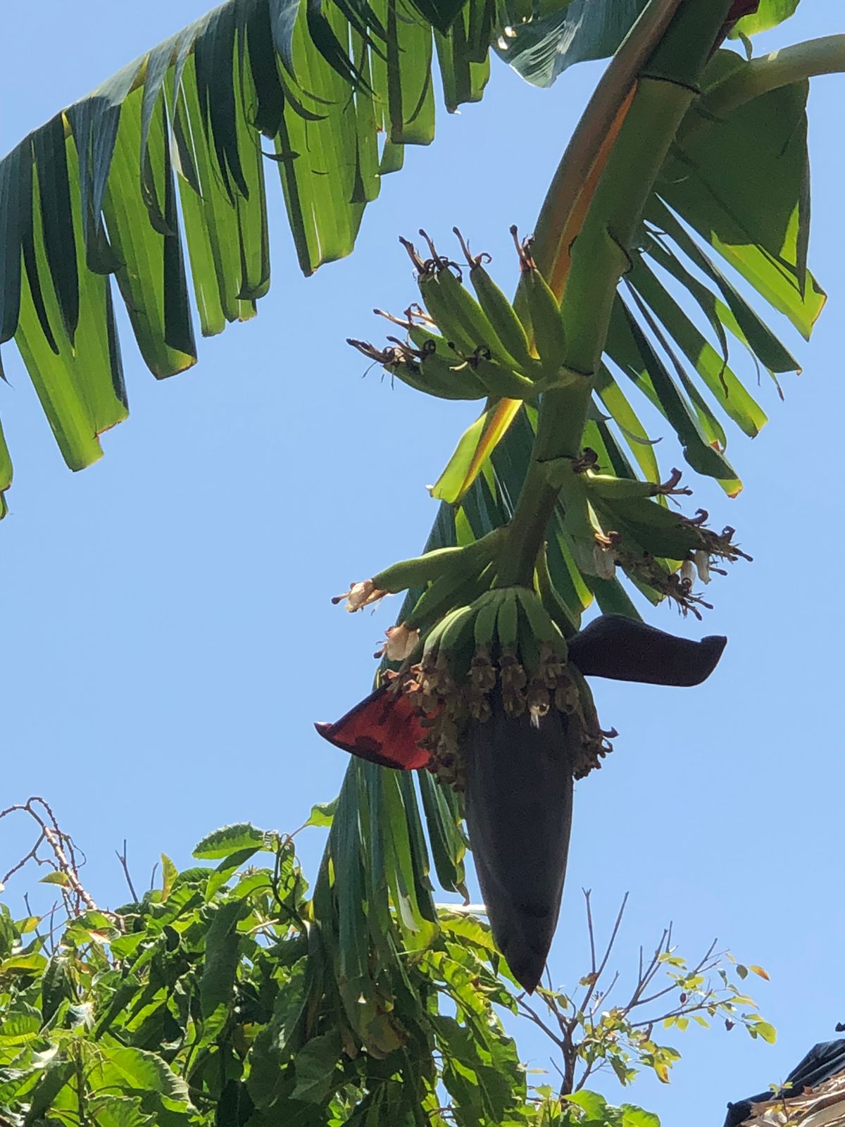 Own a Private Island & Treehouse Boutique Lodge - Image 35