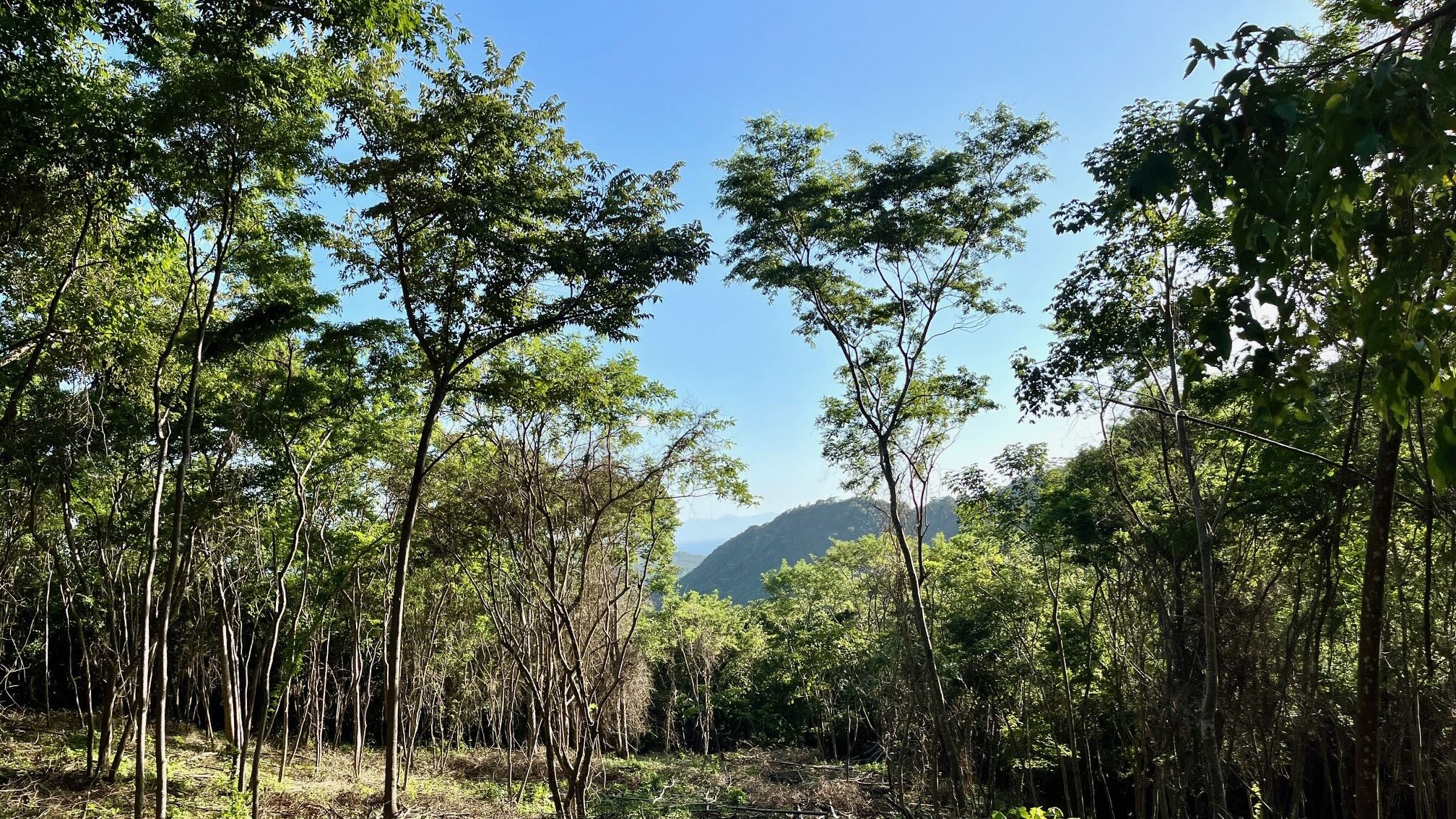 Ocean View Lot Surrounded by Nature in San Juan Del Sur, Nicaragua - Image 5