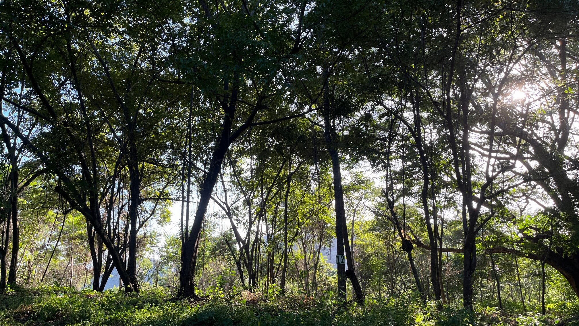 Ocean View Lot Surrounded by Nature in San Juan Del Sur, Nicaragua - Image 6