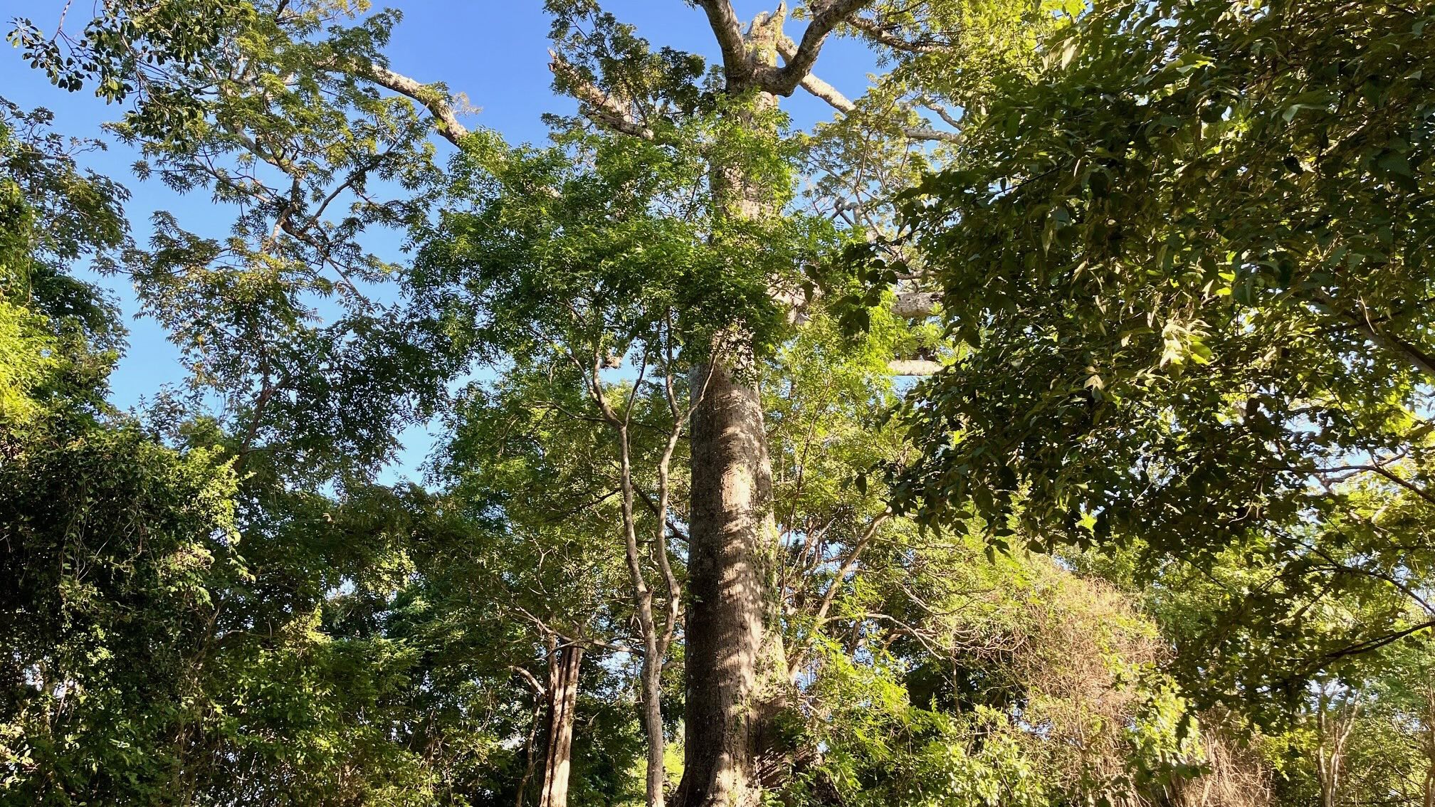 Ocean View Lot Surrounded by Nature in San Juan Del Sur, Nicaragua - Image 7