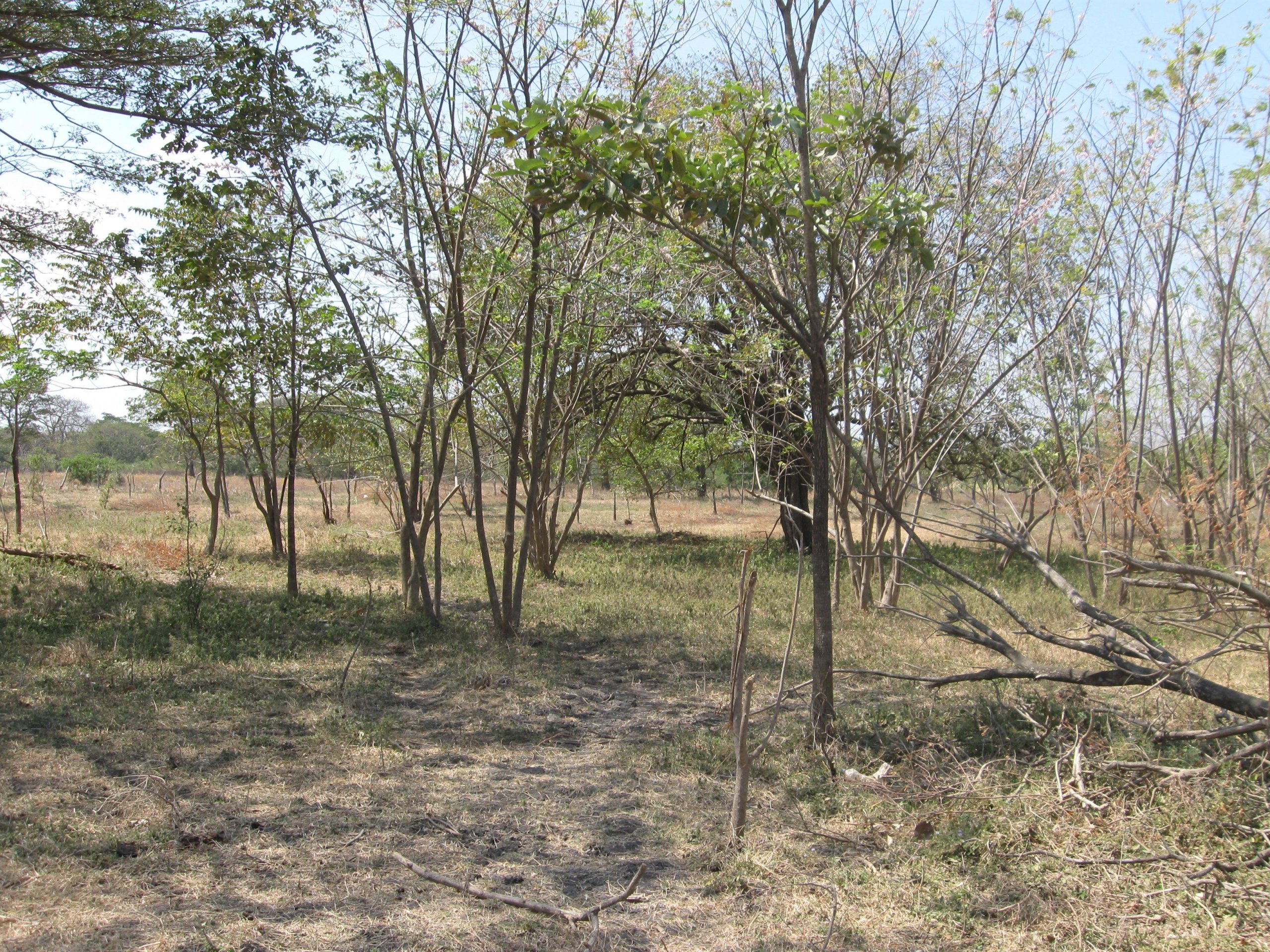 32 Acres Farm with well at Chocolata Road - Image 6