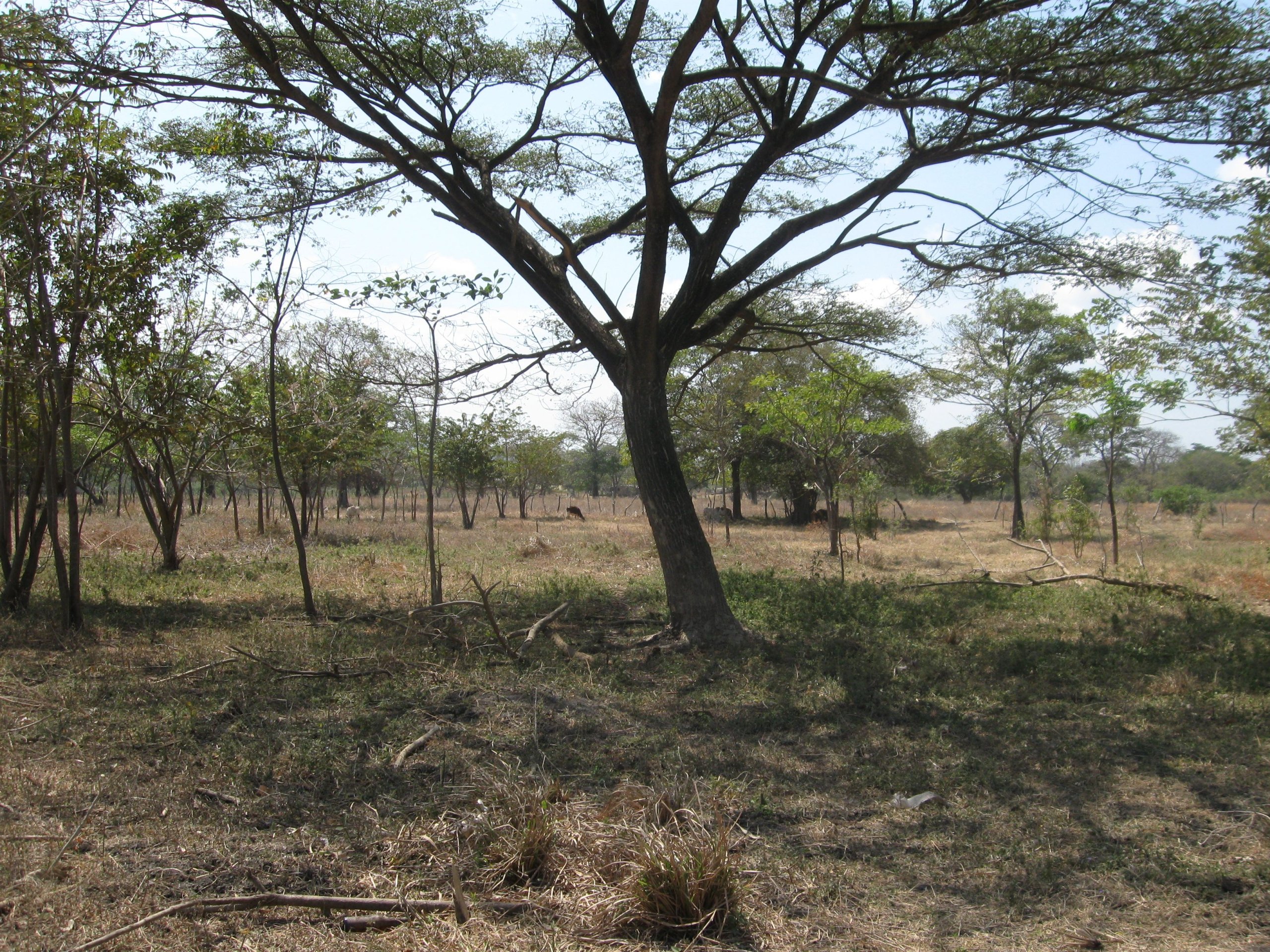 32 Acres Farm with well at Chocolata Road - Image 5
