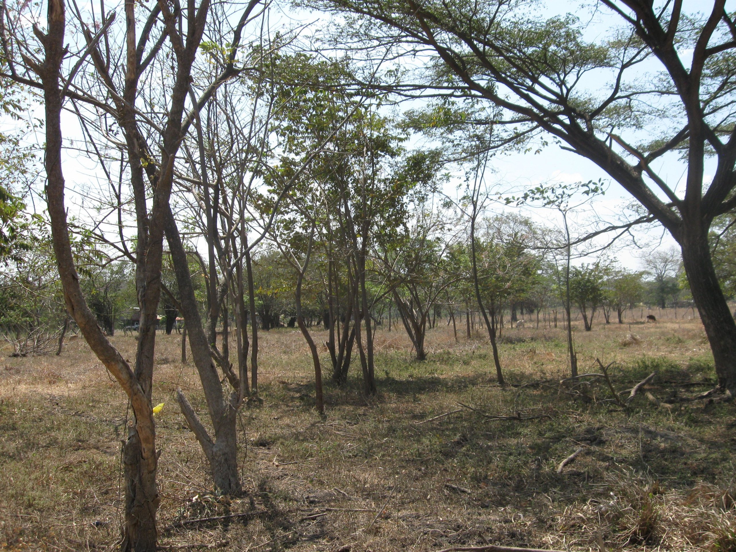32 Acres Farm with well at Chocolata Road - Image 4