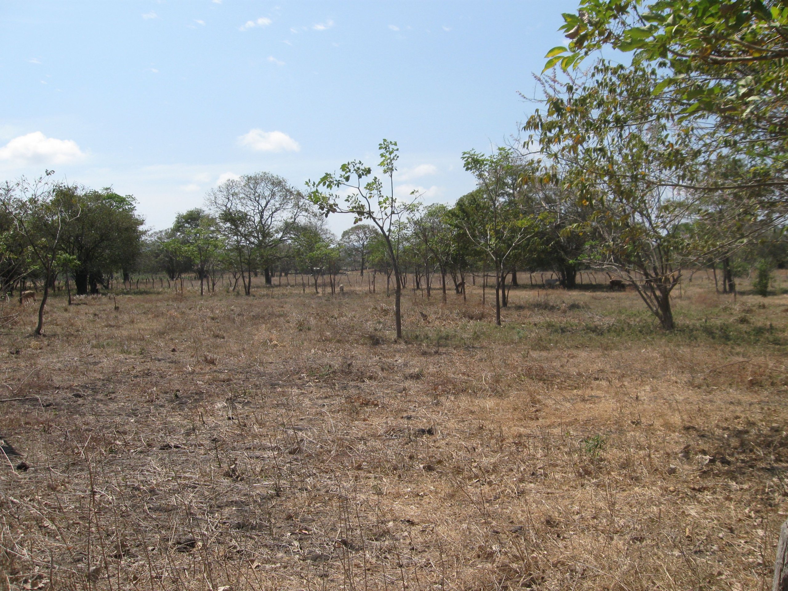 32 Acres Farm with well at Chocolata Road - Image 2