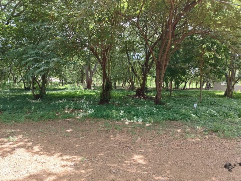 Price Update Alert! Snag Your Dream Lot in Bosques Del Mar for Just $22,000!