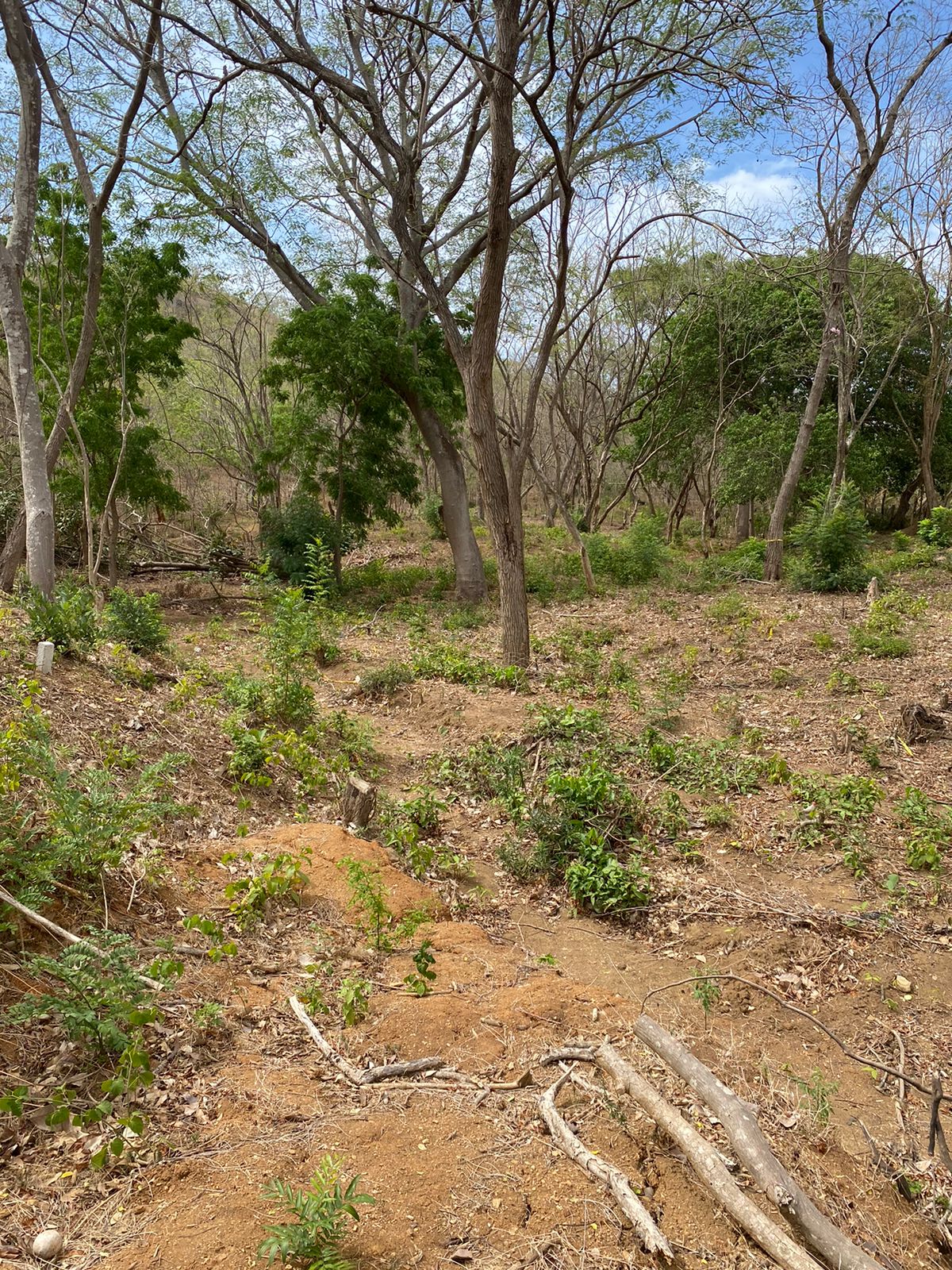 Exceptional and Spacious lot near Playa Remanso - Image 2