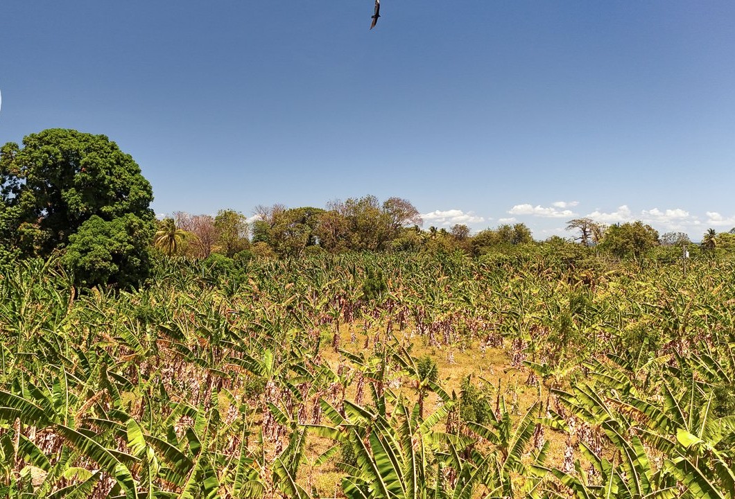 REDUCED by ALMOST 50%! 21+ Acres on Ometepe Island - Image 2